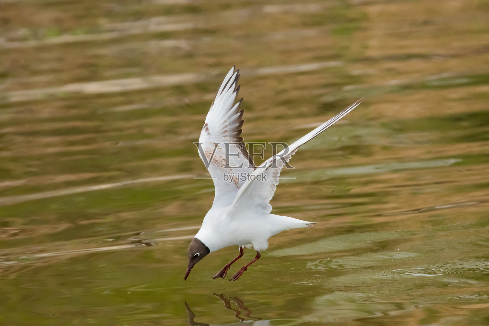 在瑞士阿尔滕赖因的博登湖上空发现一只飞翔的海鸥 2021年4月28日照片摄影图片