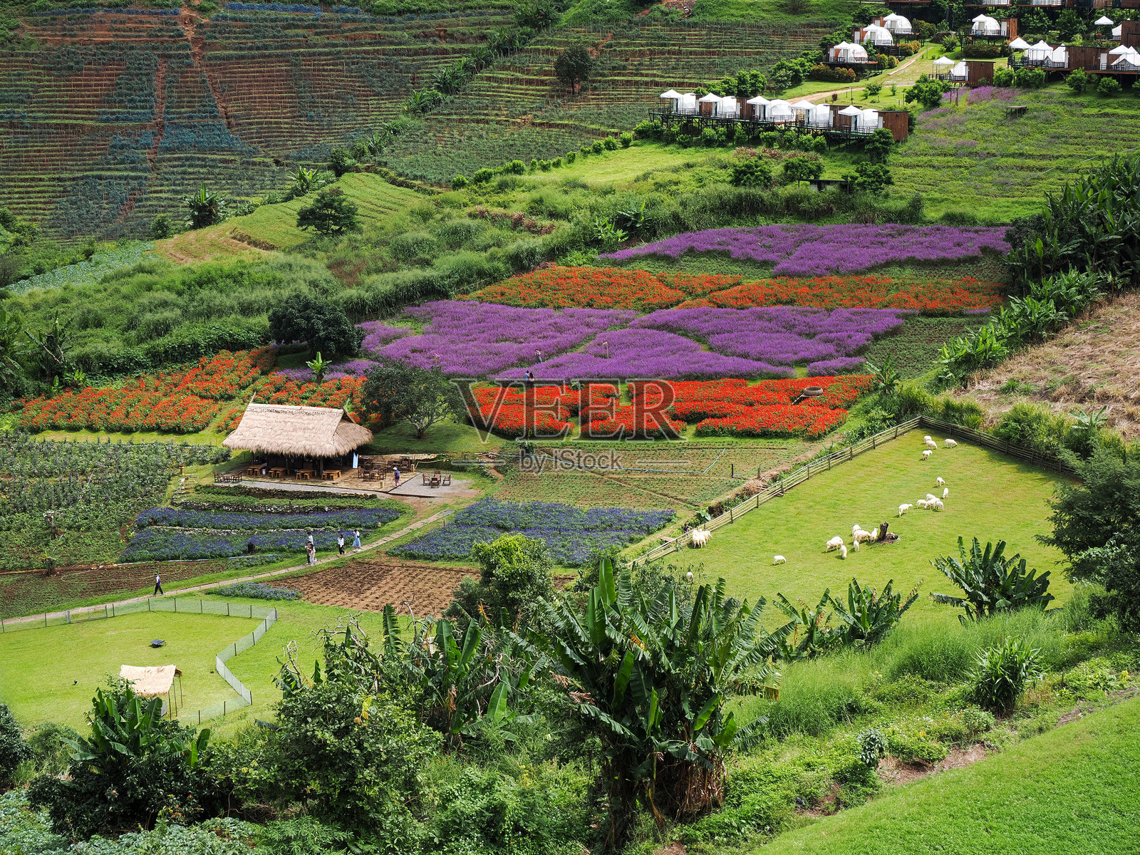 美丽的稻田梯田和小房子的风景视图照片摄影图片