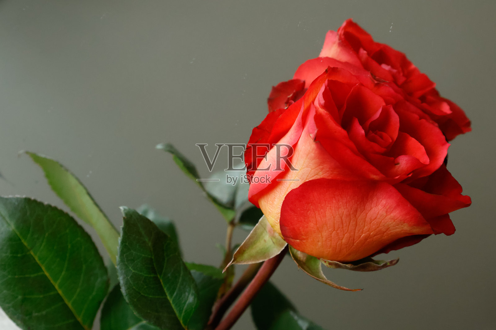 红玫瑰与倒影。照片摄影图片