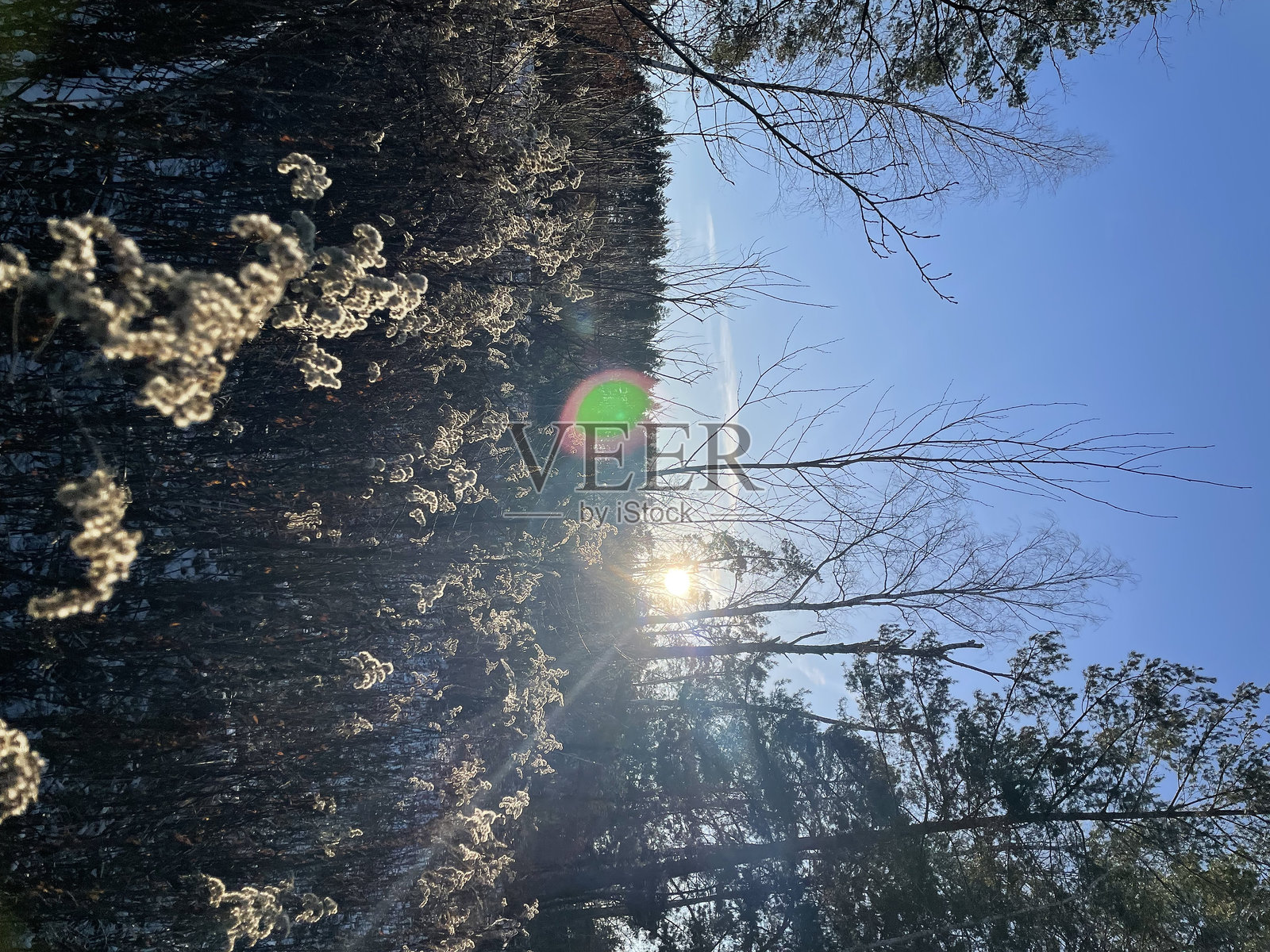 阳光透过树枝洒在冬季森林草地上的杂草和灌木丛中,晴朗的蓝天映衬着波兰的阳光明媚的一天。照片摄影图片