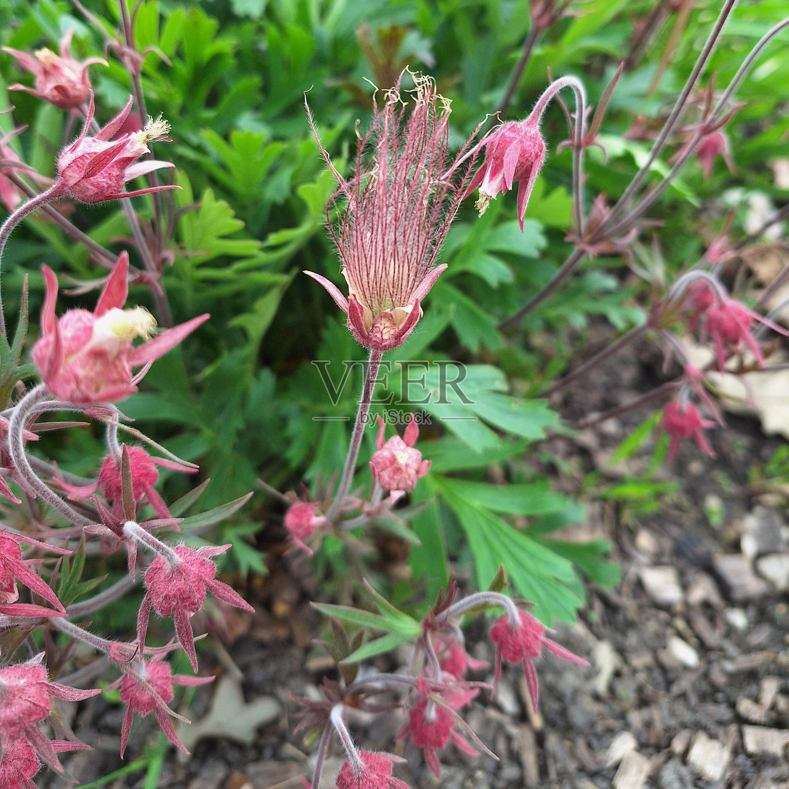 草原烟 - 三花毛茛照片摄影图片