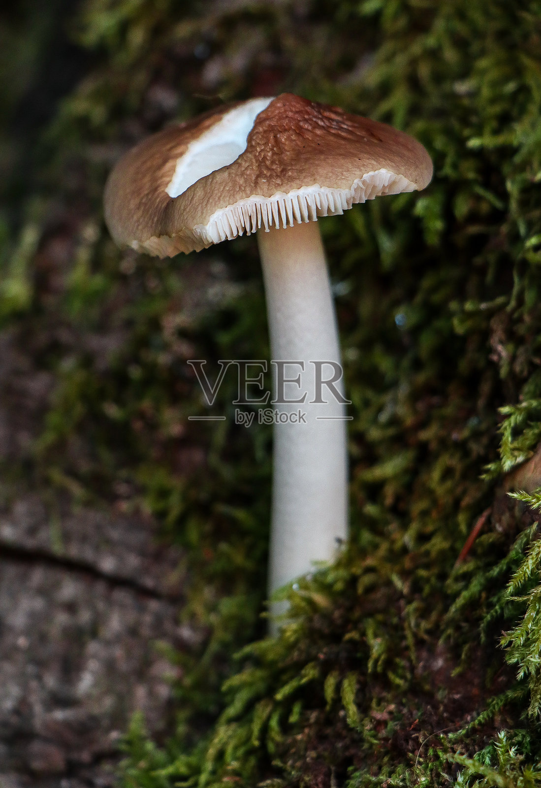 英国的奇幻真菌照片摄影图片