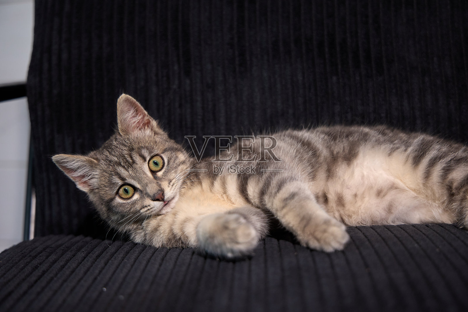 小猫在生命的头几个月里摆姿势照片摄影图片