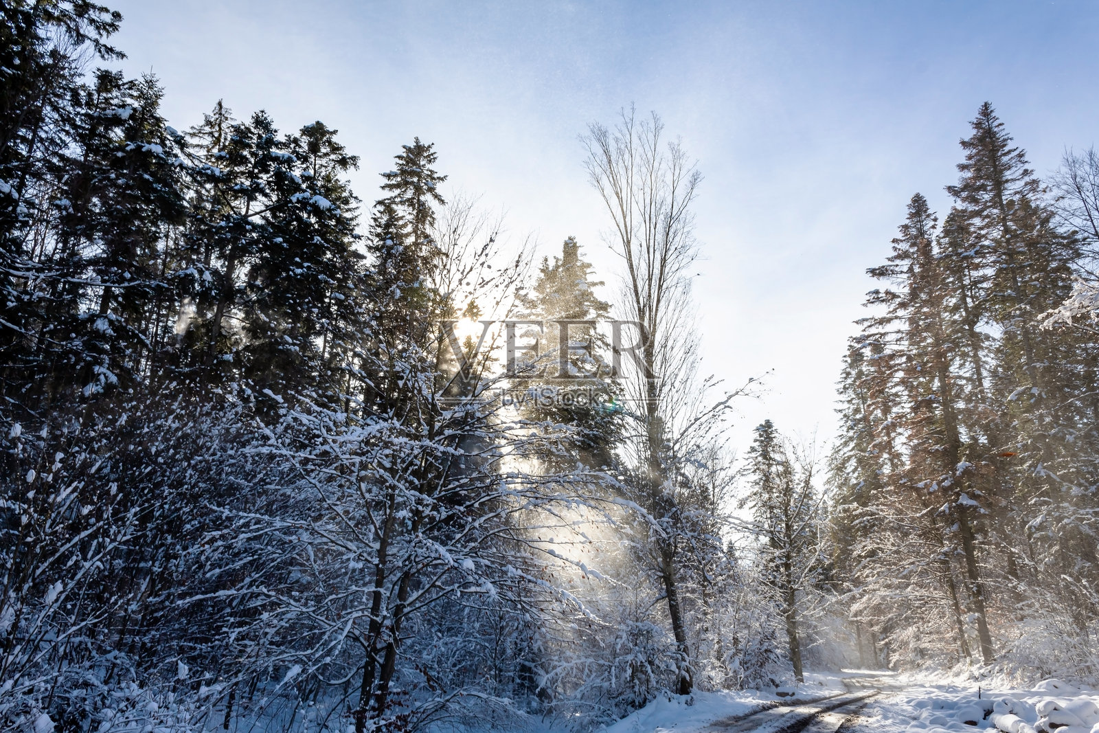 风景 - 森林 - 欧洲,罗马尼亚,苏恰瓦地区照片摄影图片