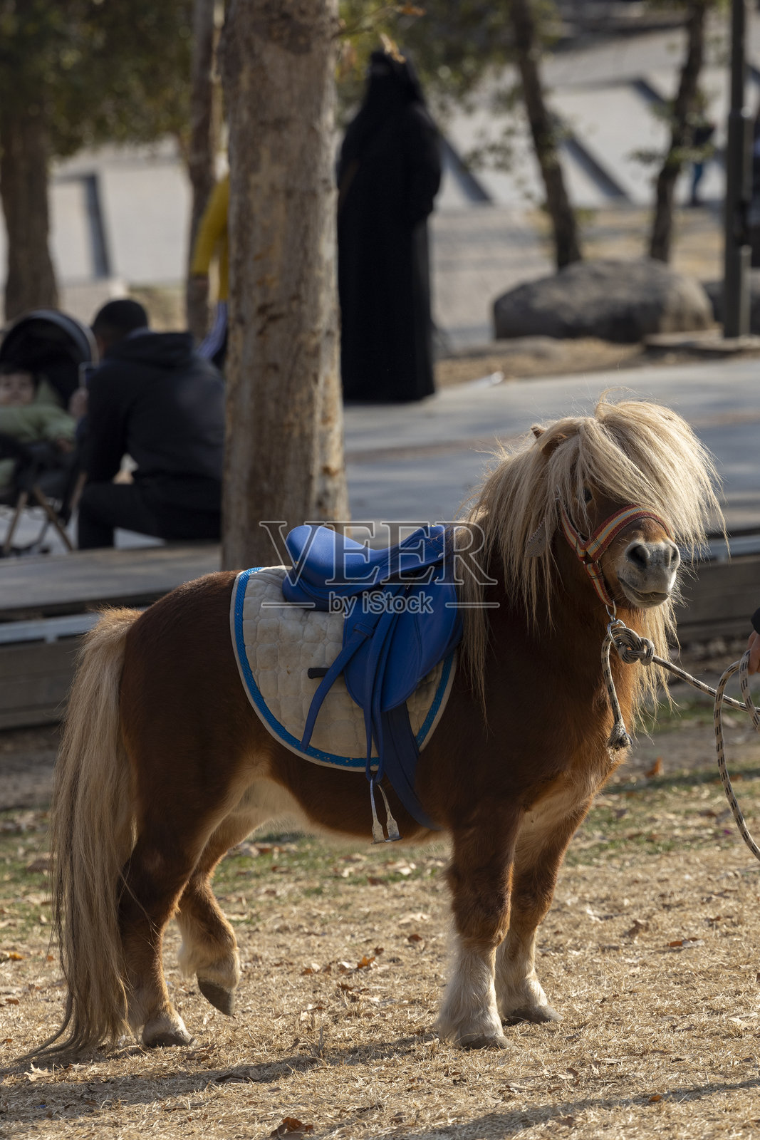 田野中的小马照片摄影图片