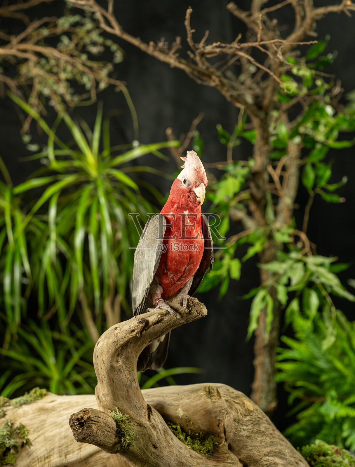 可爱的红色异国鸟栖息在树枝上,羽毛色彩鲜艳。照片摄影图片