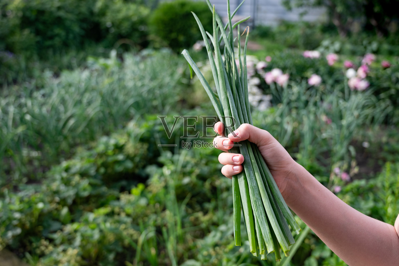 春天的生机勃勃的花园中,手中握着新鲜采摘的青葱照片摄影图片