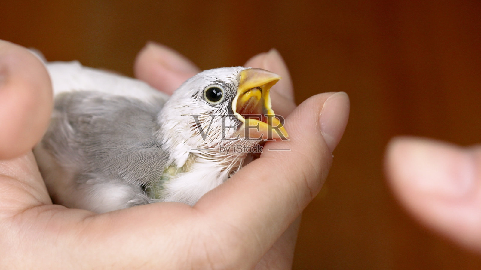 爪哇麻雀照片摄影图片