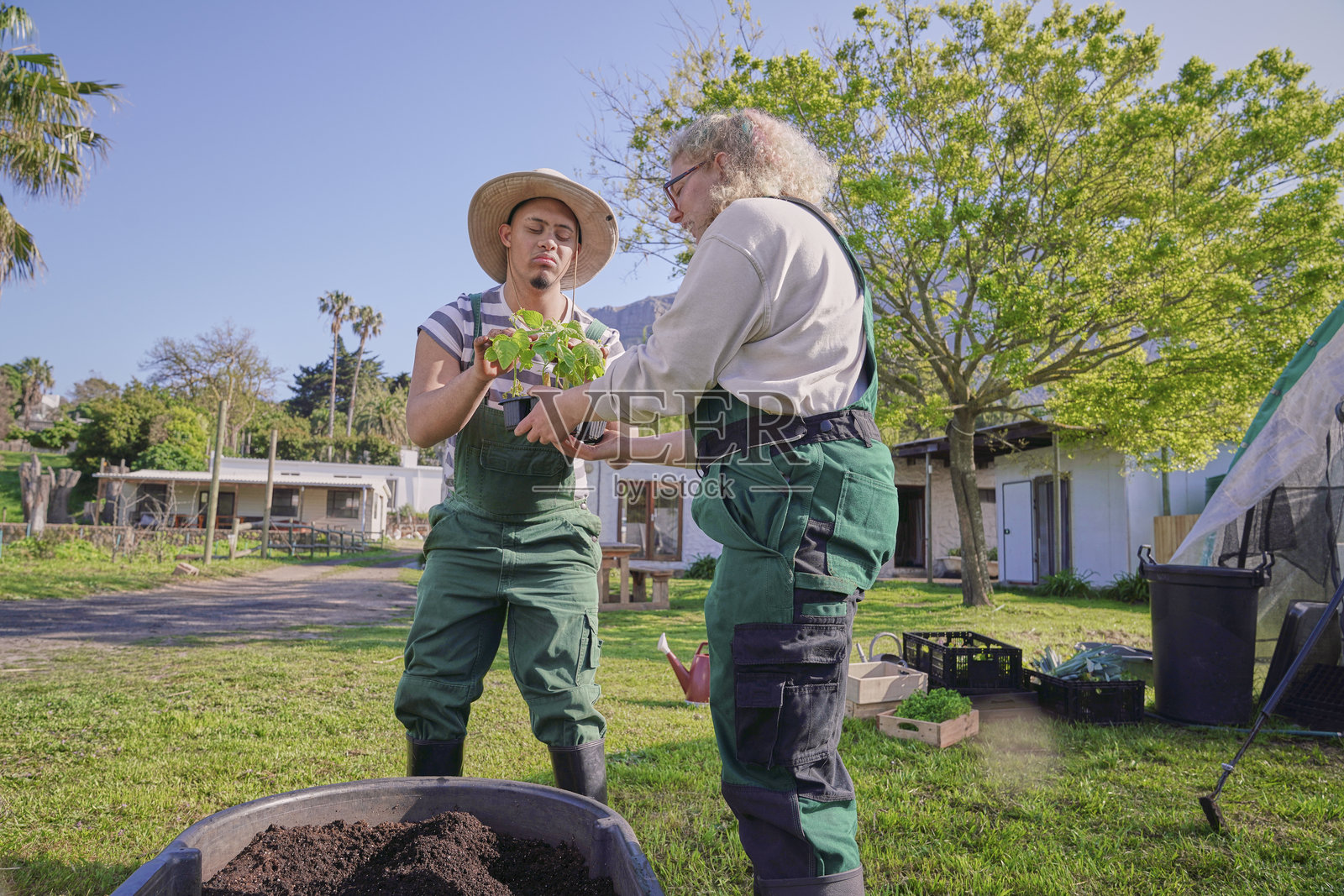 两个农民在花园的大花盆里种植蔬菜照片摄影图片