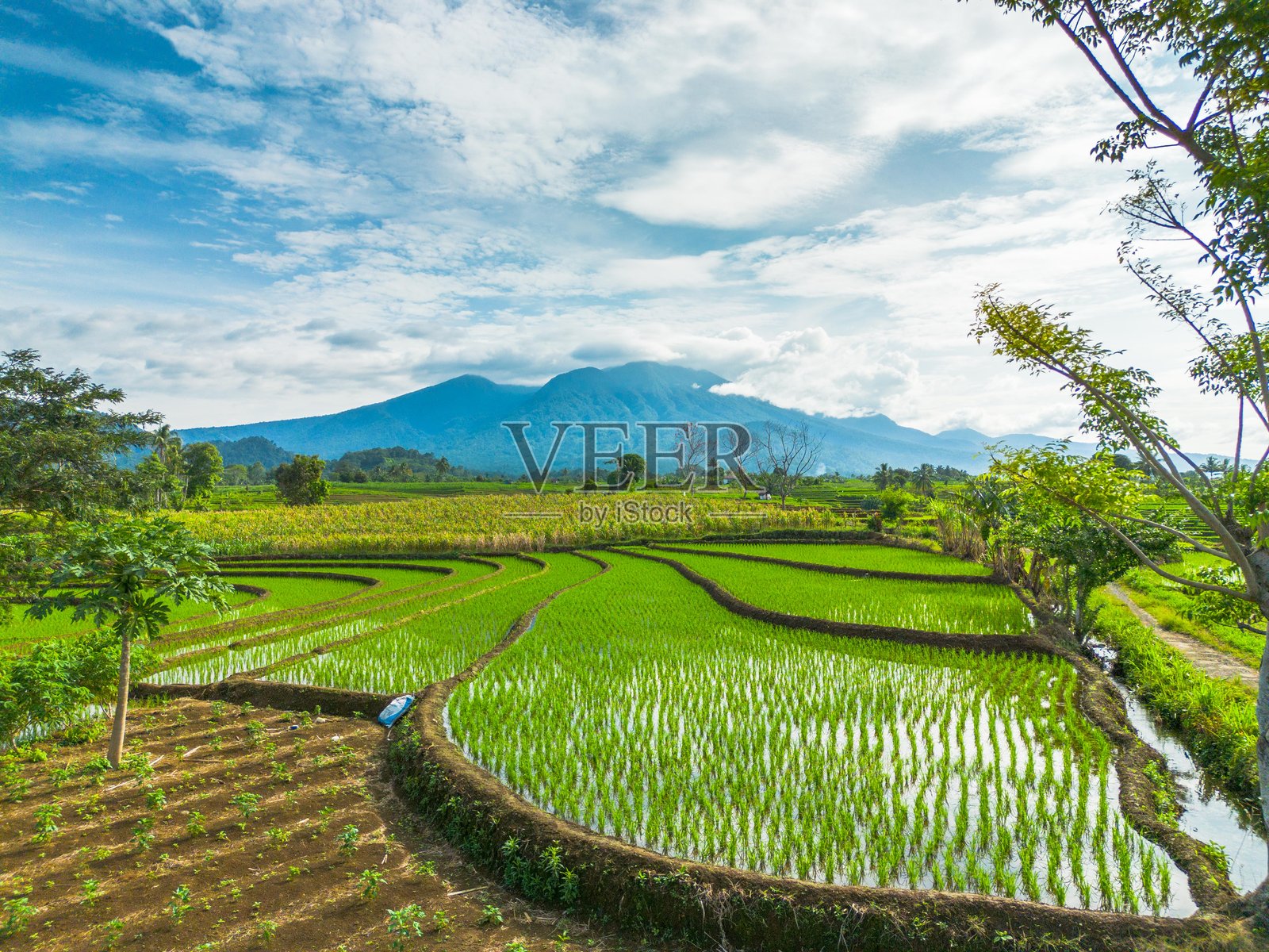 美丽的早晨景色,印度尼西亚全景,稻田与美丽的色彩和自然光的天空照片摄影图片