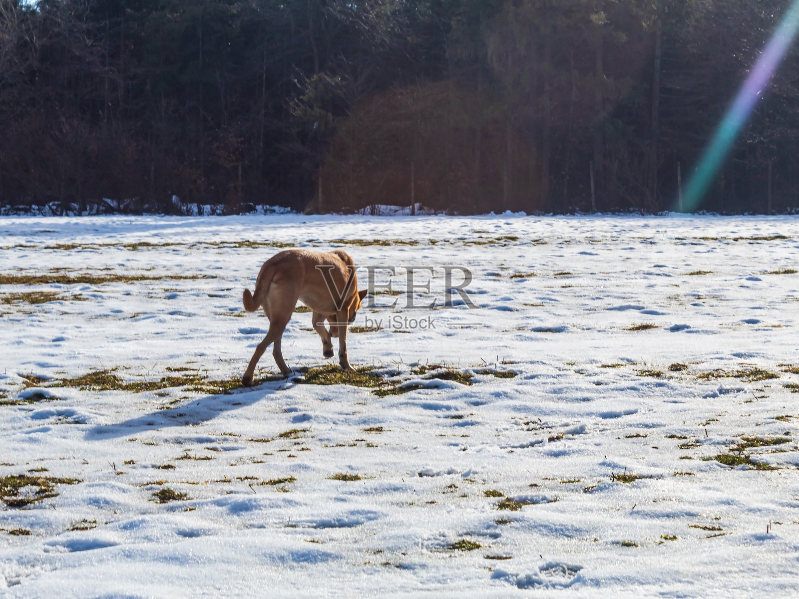 风景 - 森林 - 欧洲,罗马尼亚,苏恰瓦地区照片摄影图片