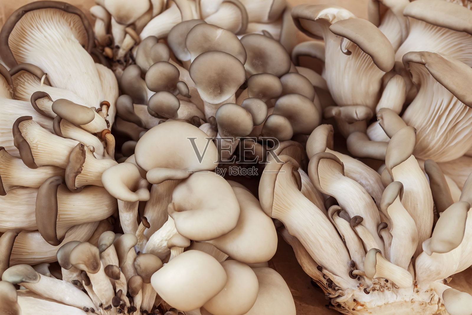 新鲜有机蘑菇特写镜头照片摄影图片