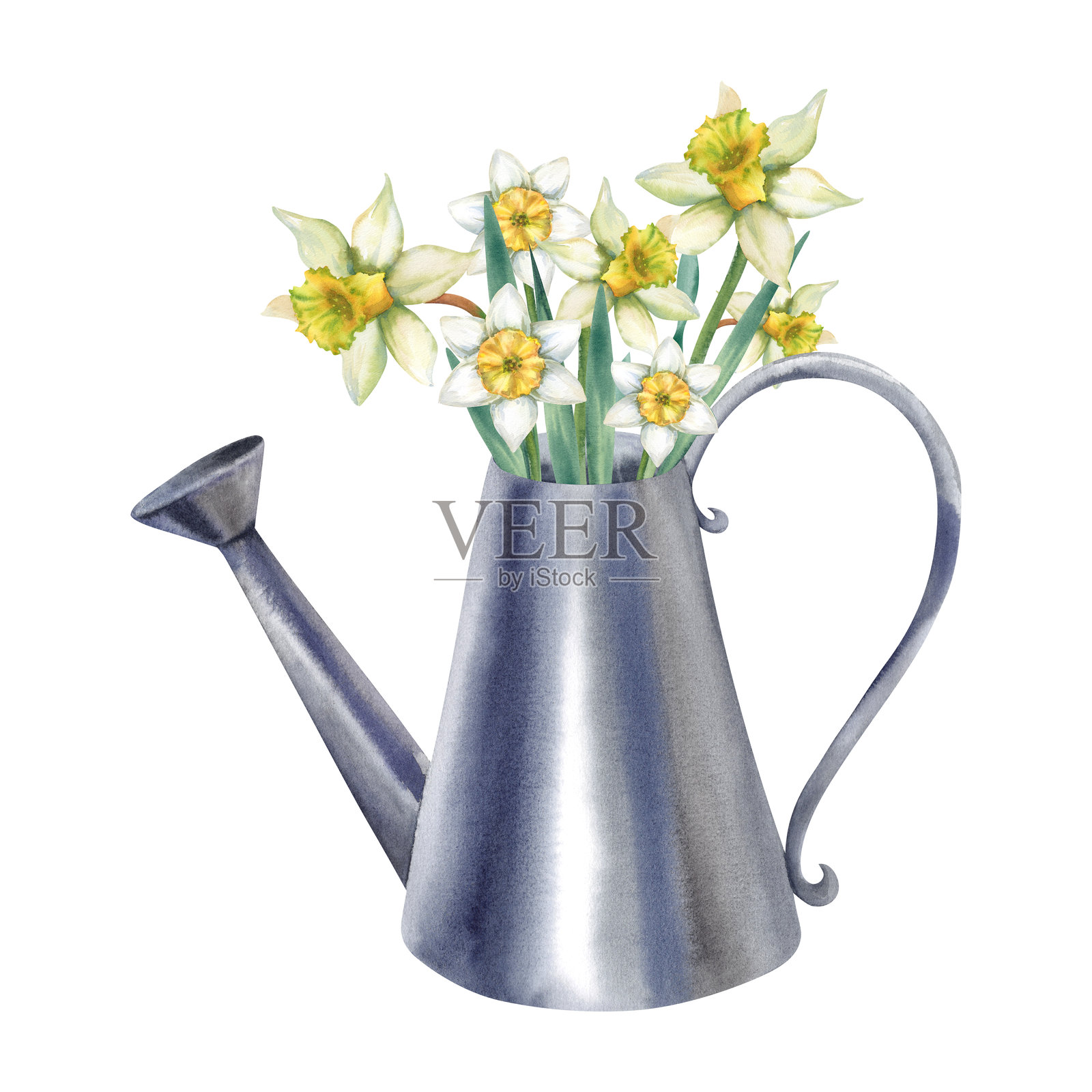 水仙花在水壶中。春季花卉的水彩插图,放在花园浇水壶里。手绘插图,适用于贺卡、邀请函、海报和印刷品的孤立背景。插画图片素材