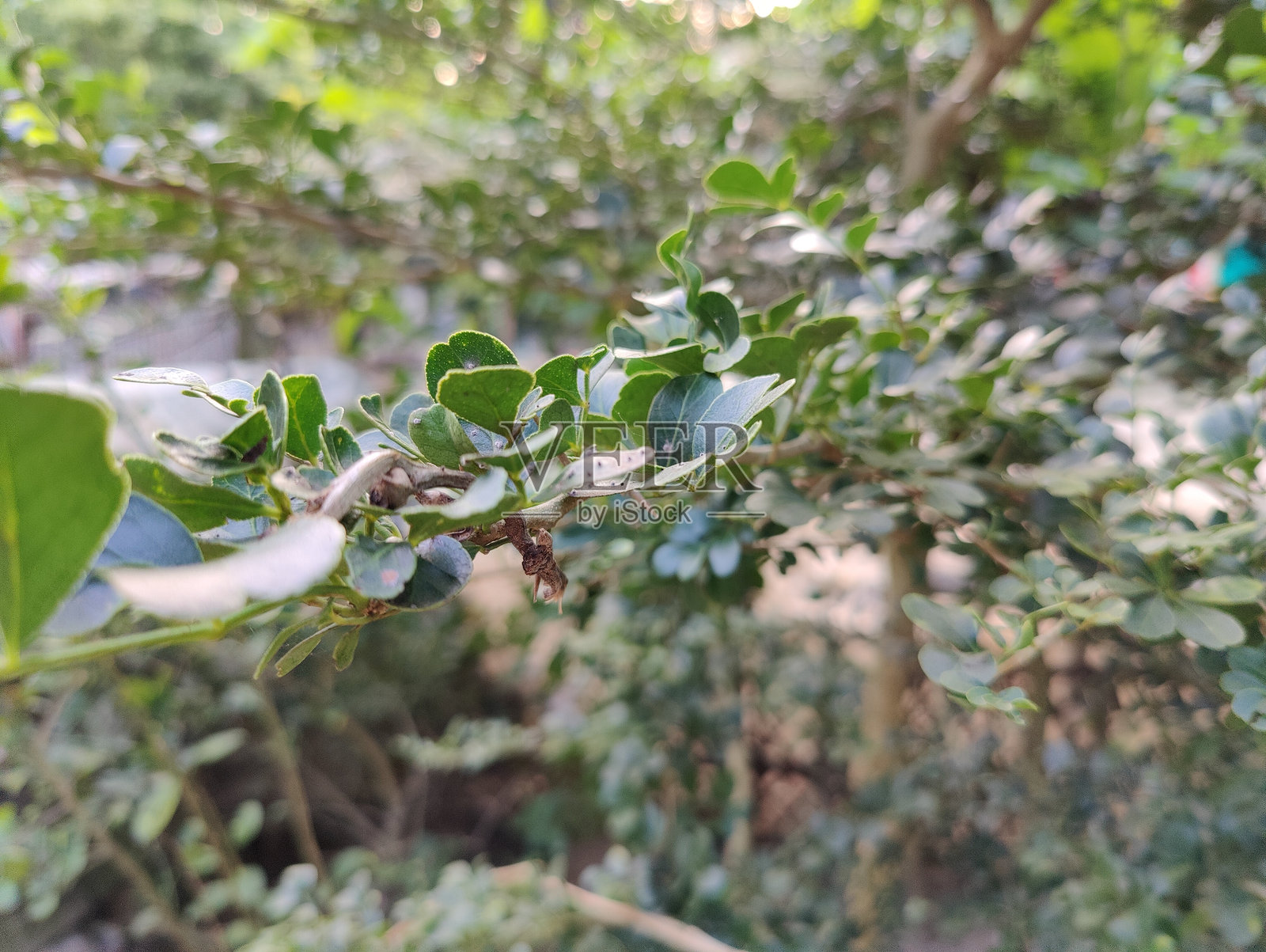 小型照片摄影图片