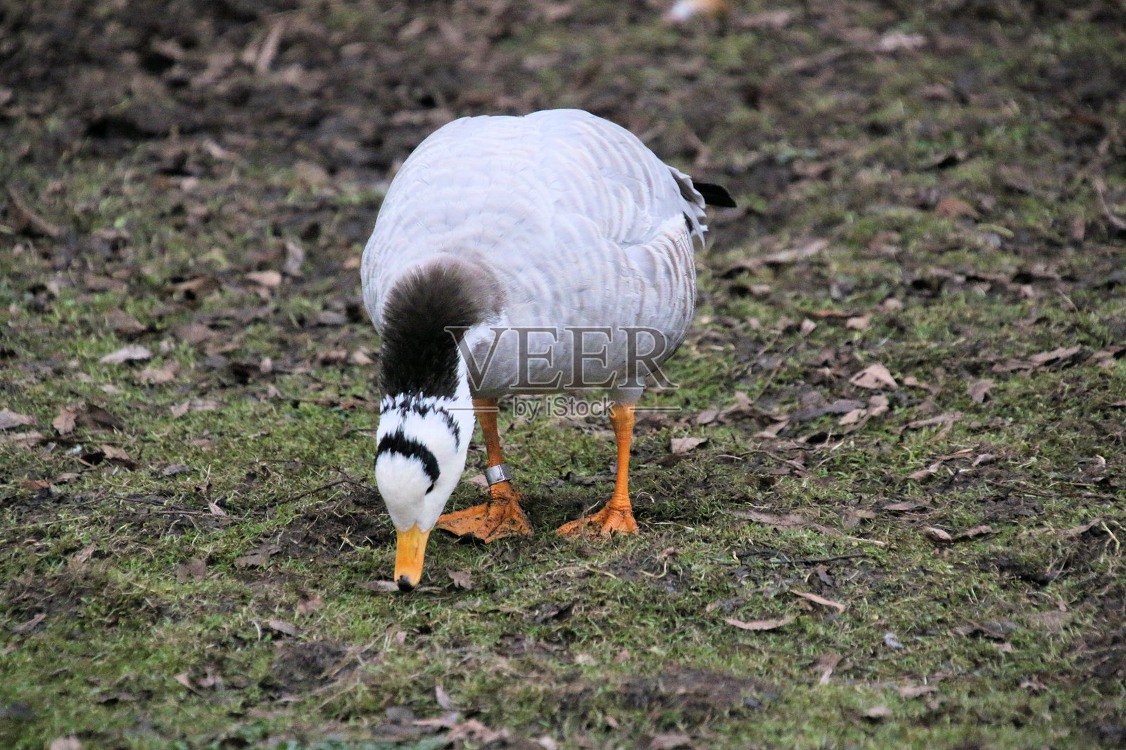 一只斑头雁的景象照片摄影图片