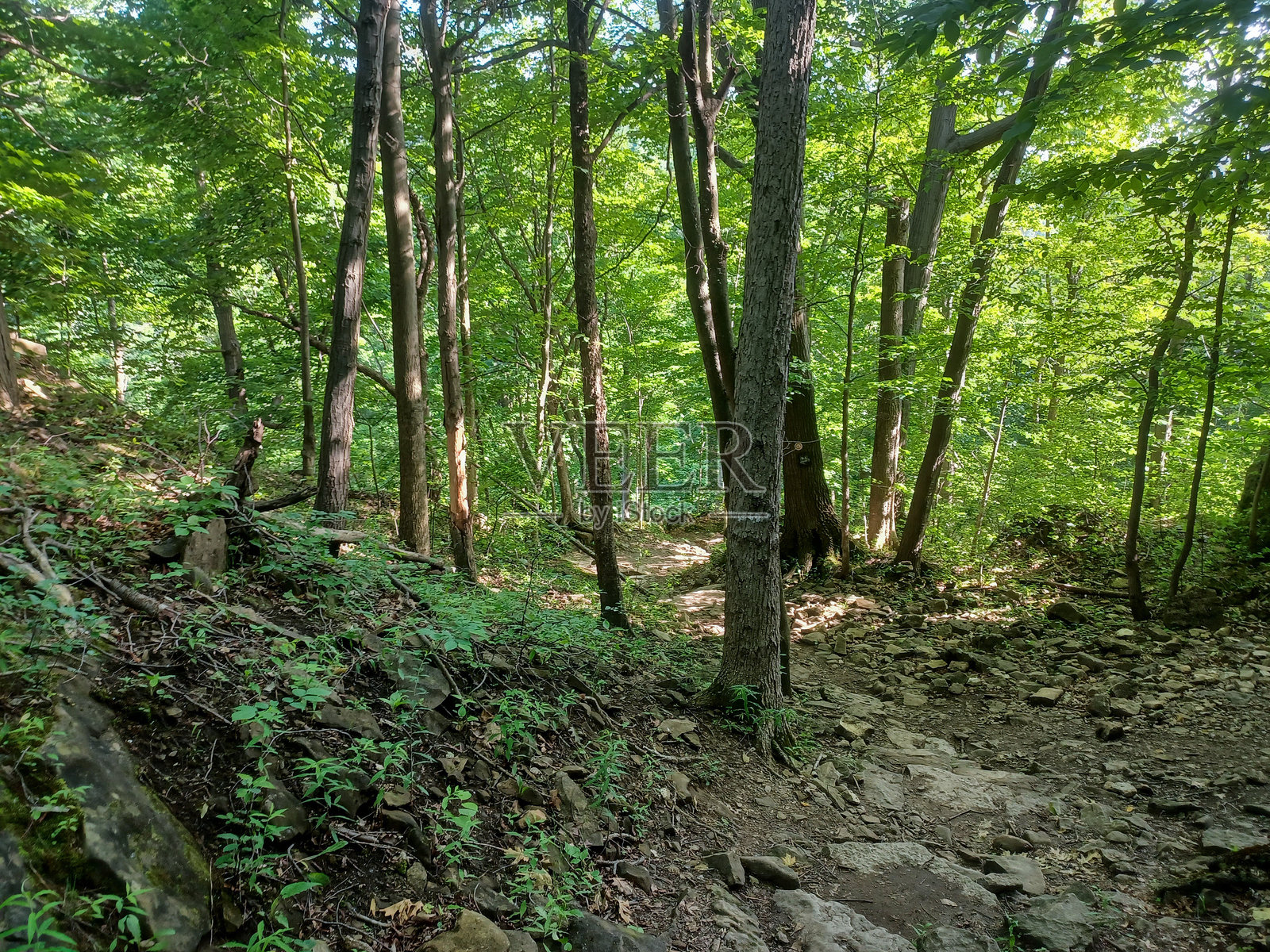尼亚加拉格伦小径的森林景观照片摄影图片