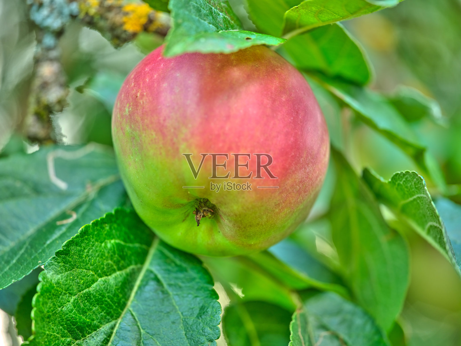 成熟的红苹果挂在树枝上,周围是生机勃勃的绿色叶子照片摄影图片