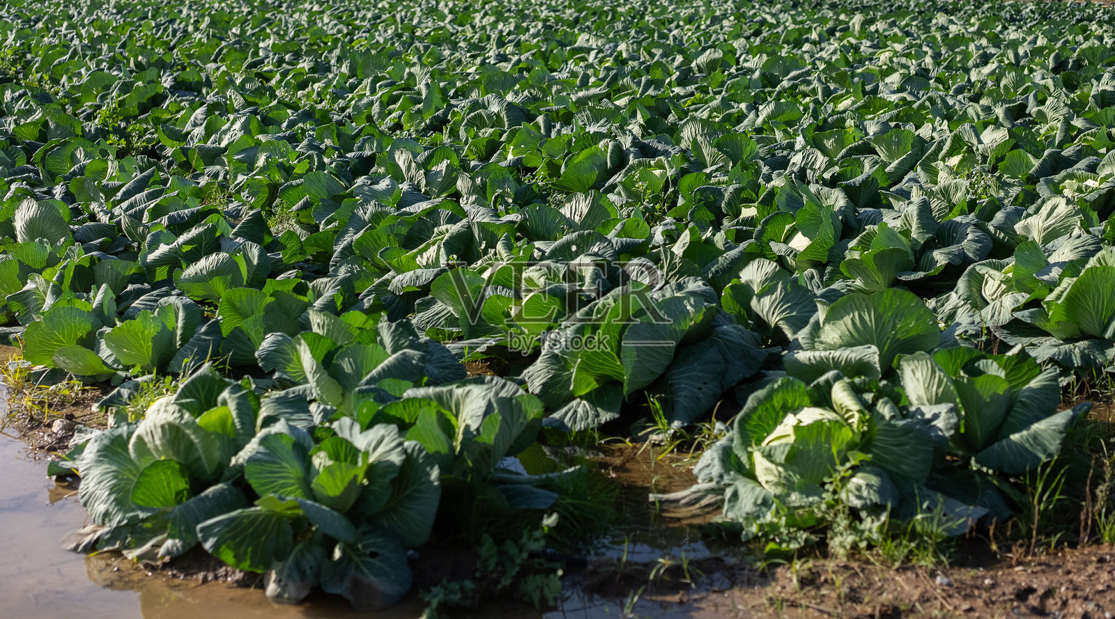 卷心菜种植照片摄影图片