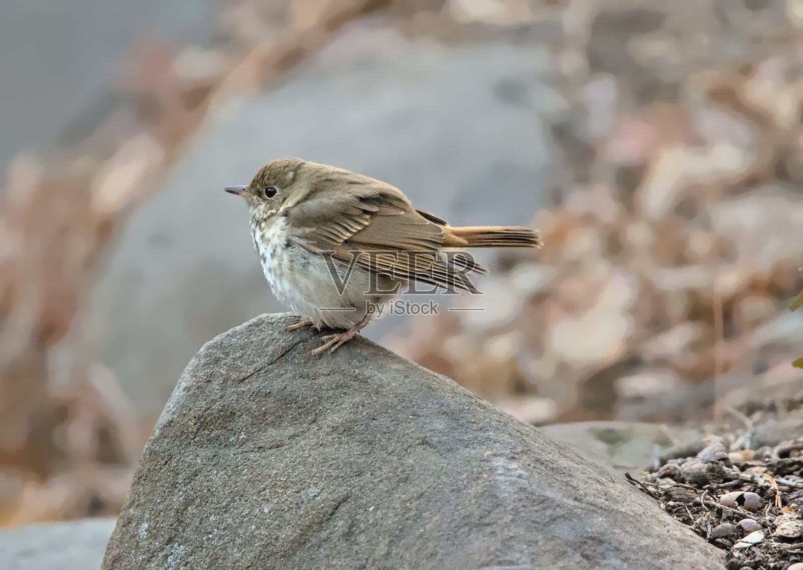 隐士鸫鸟栖息在岩石上,抖动羽毛以保持冬季的温暖(美国纽约市布鲁克林前景公园的斑点鸫,学名Catharus guttatus,位于北半球)照片摄影图片