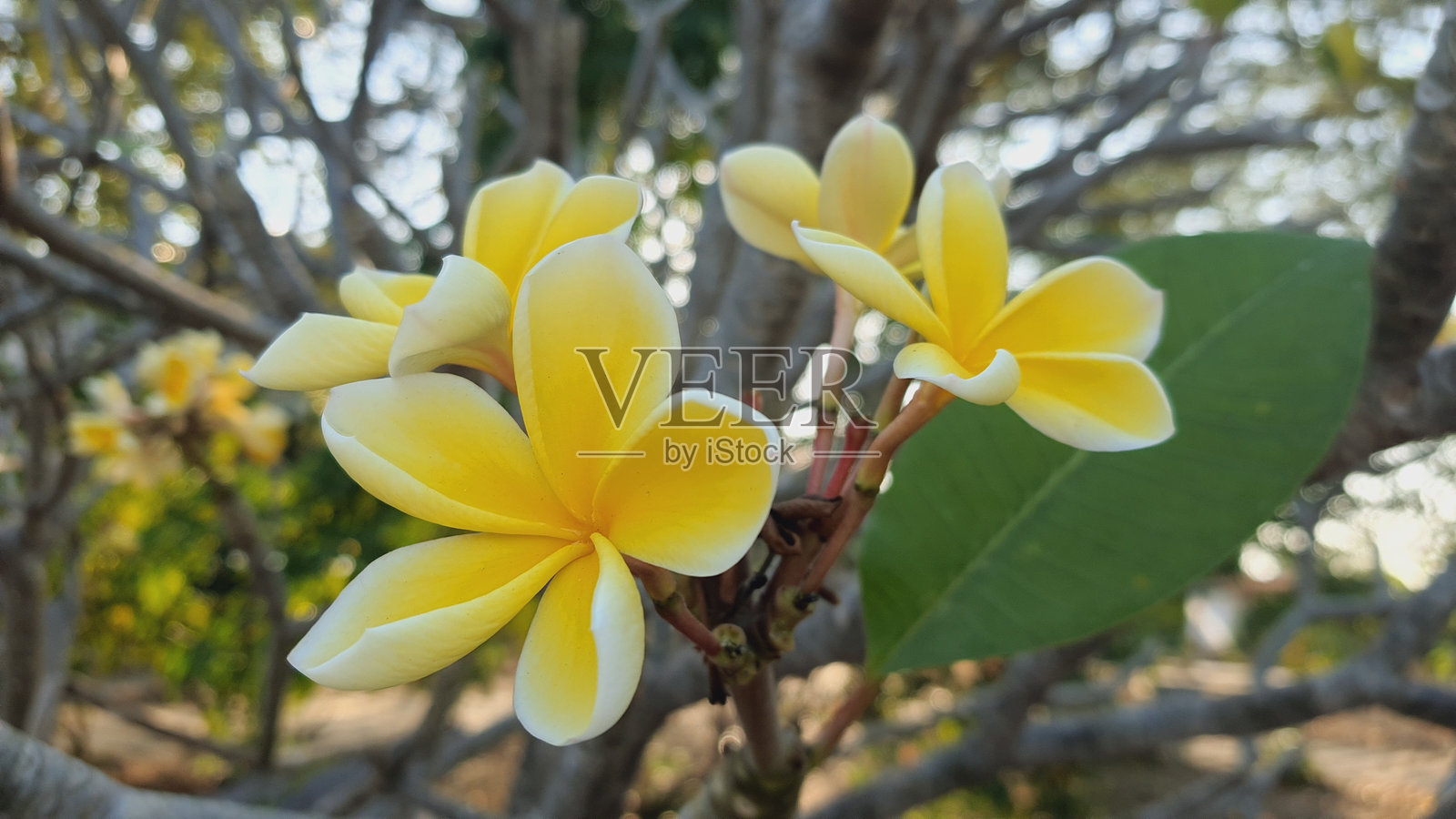 黄色花朵照片摄影图片