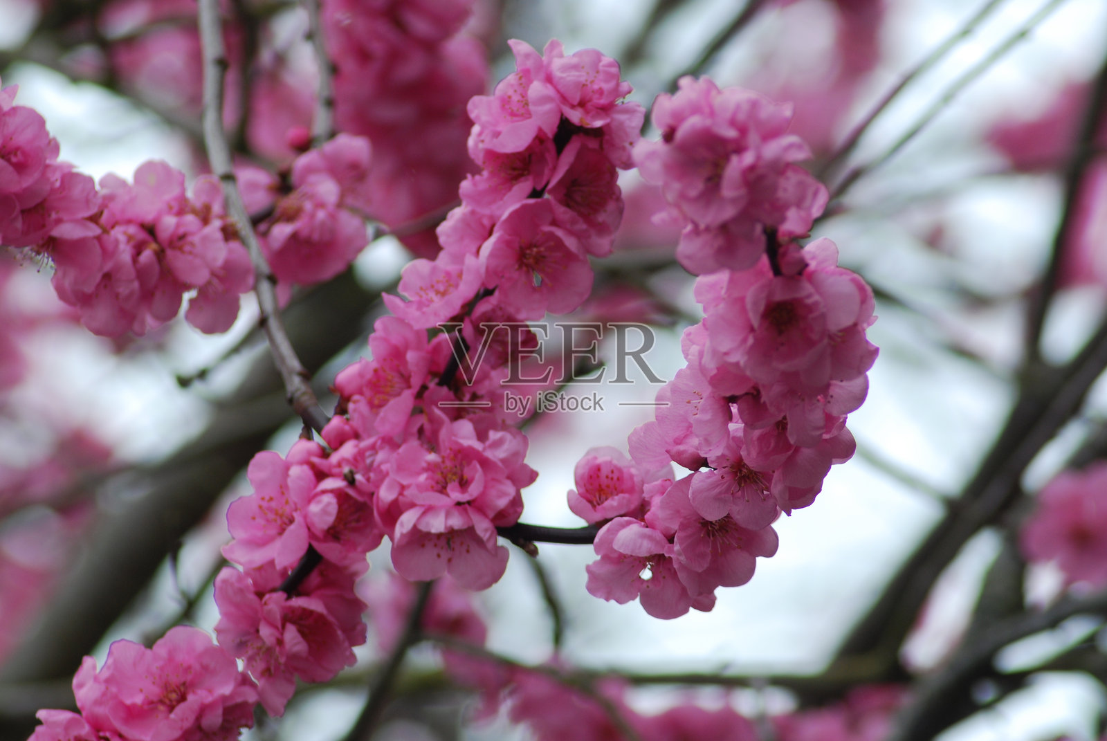 南威尔士英国树枝上的粉色花朵照片摄影图片
