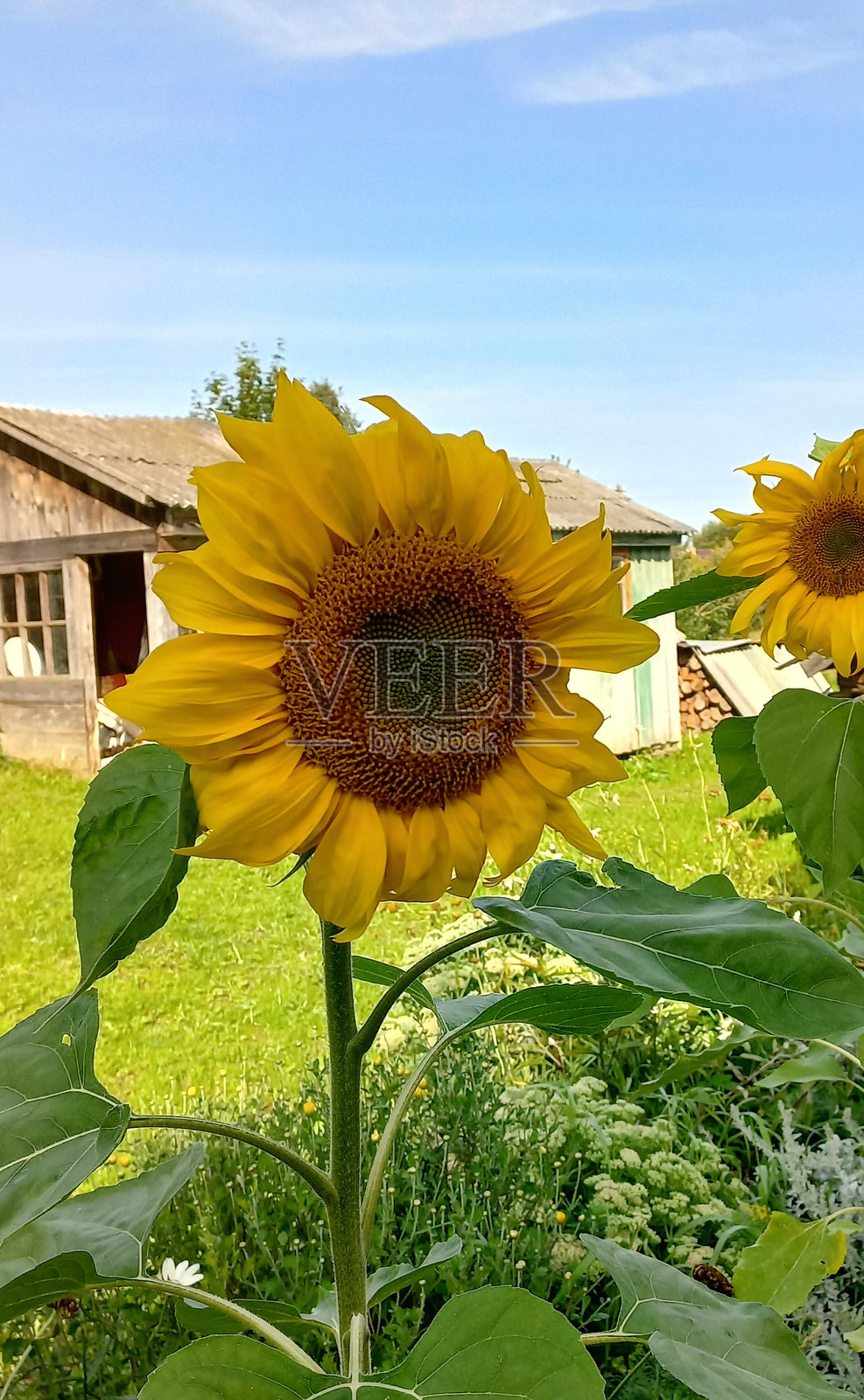 向日葵照片摄影图片