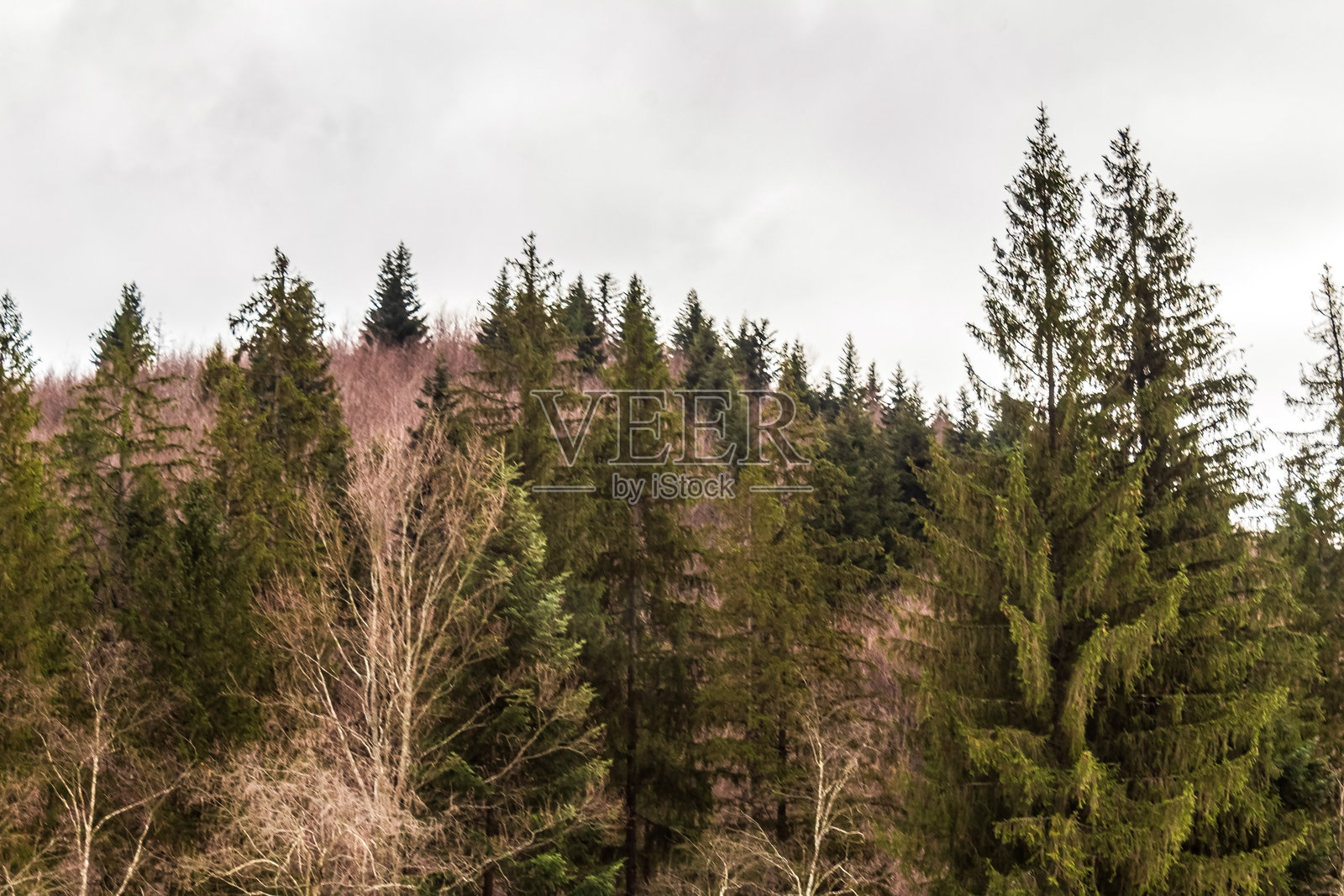 风景 - 森林 - 欧洲,罗马尼亚,苏恰瓦地区照片摄影图片