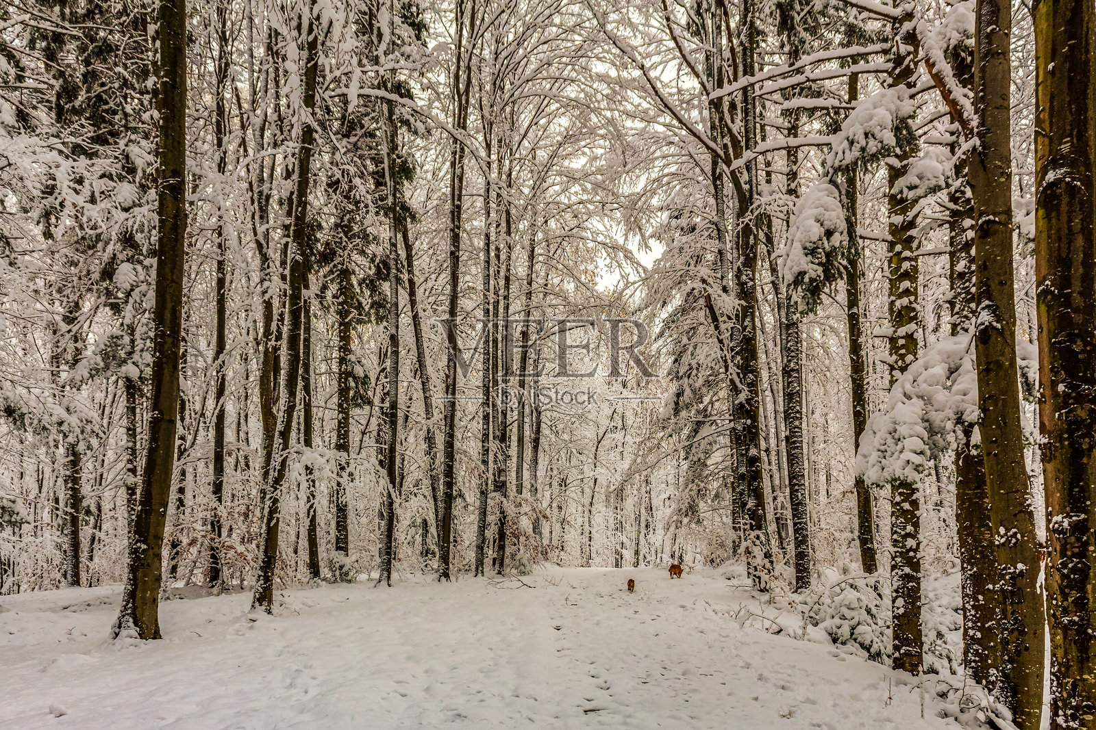 风景 - 森林 - 欧洲,罗马尼亚,苏恰瓦地区照片摄影图片