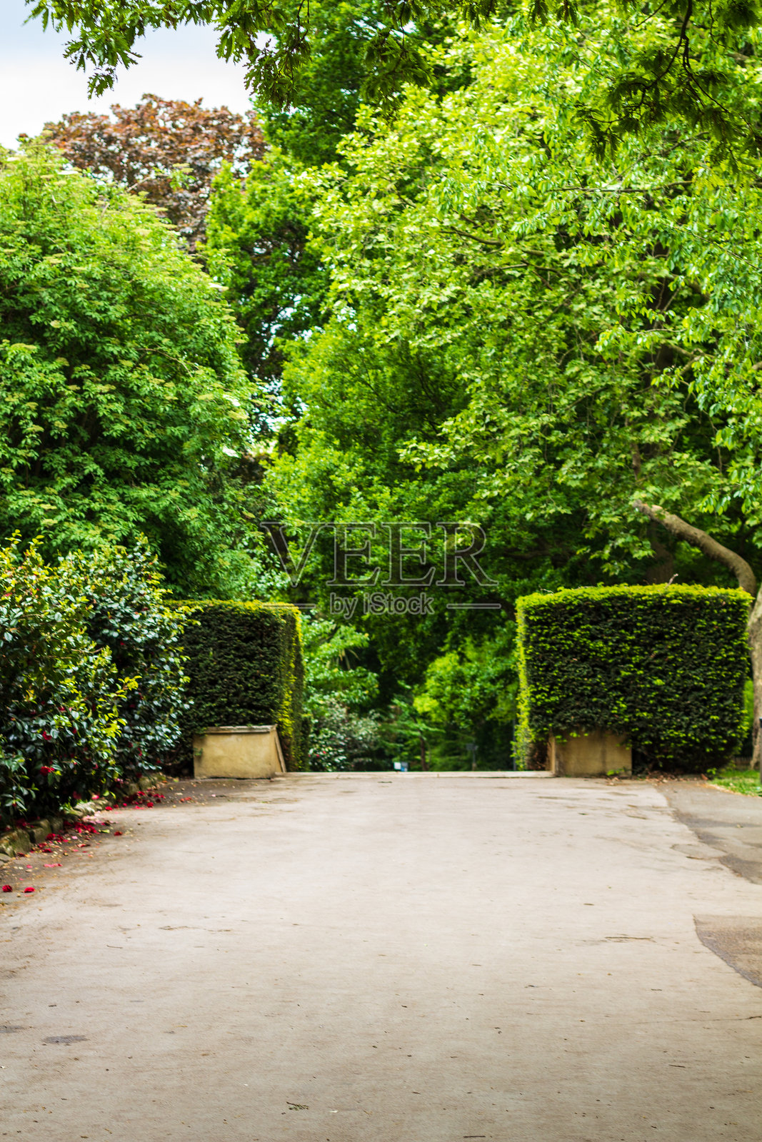 夏季公园中被生机勃勃的绿叶环绕的郁郁葱葱的小径照片摄影图片