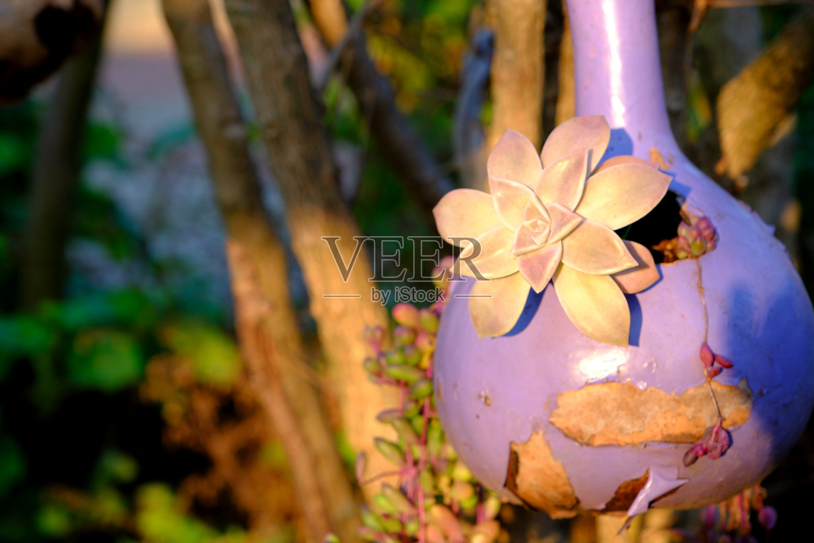 特写照片:一盆紫色花盆里的多肉仙人掌悬挂在森林中的树枝上照片摄影图片