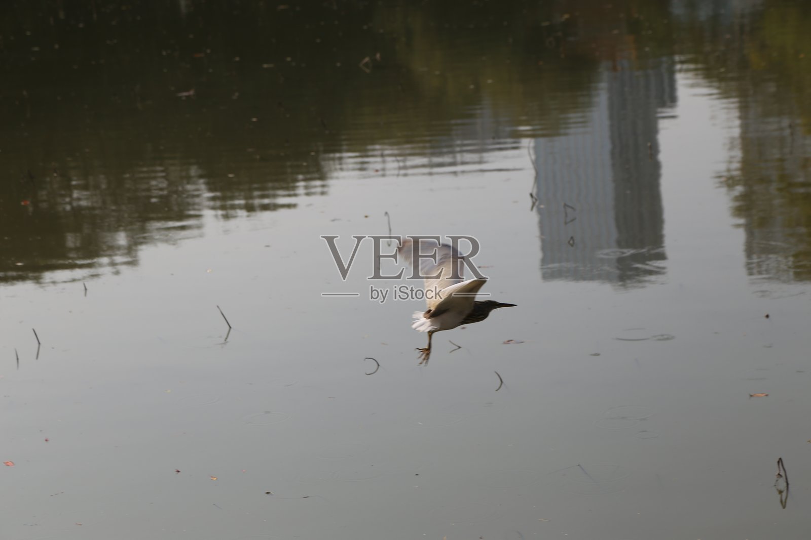 一只鸟在水面上飞翔,芦苇和高楼的倒影映在水中,尾巴上绑着一只白色风筝的鸟飞过。照片摄影图片