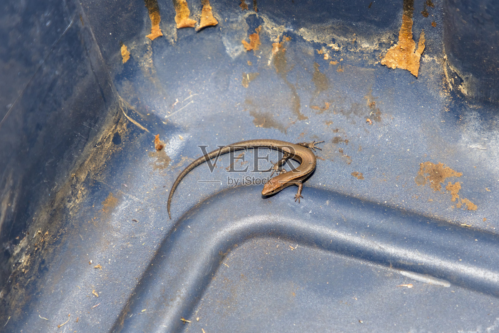 澳大利亚地区一种受欢迎的小蜥蜴照片摄影图片