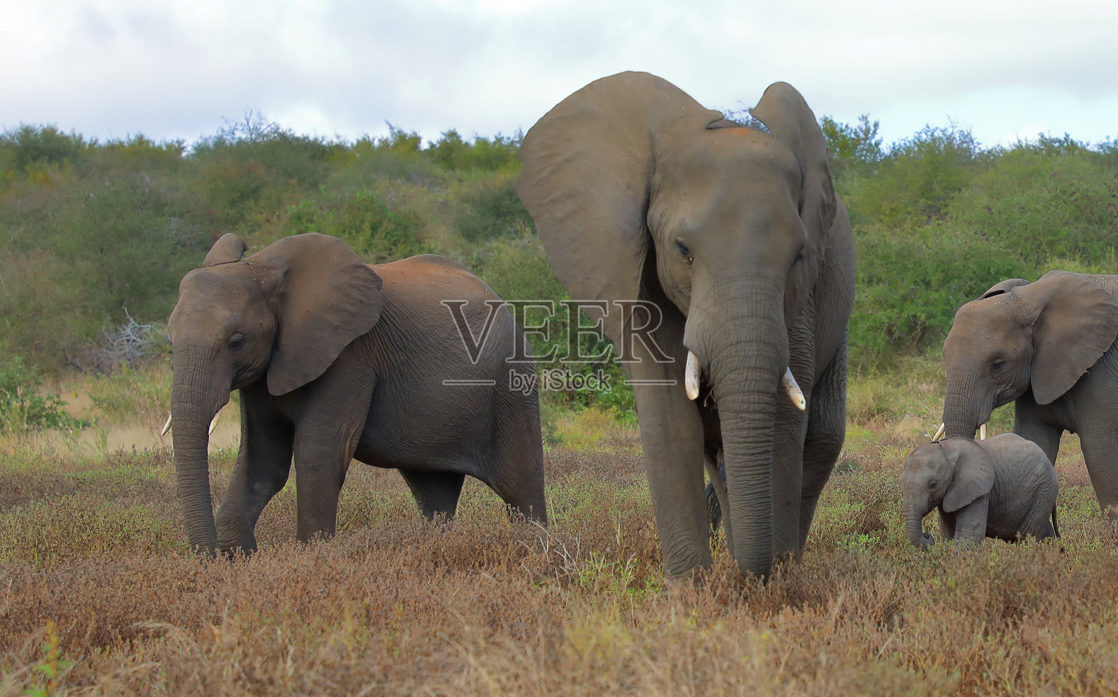 非洲象 / 非洲象 / 非洲象照片摄影图片