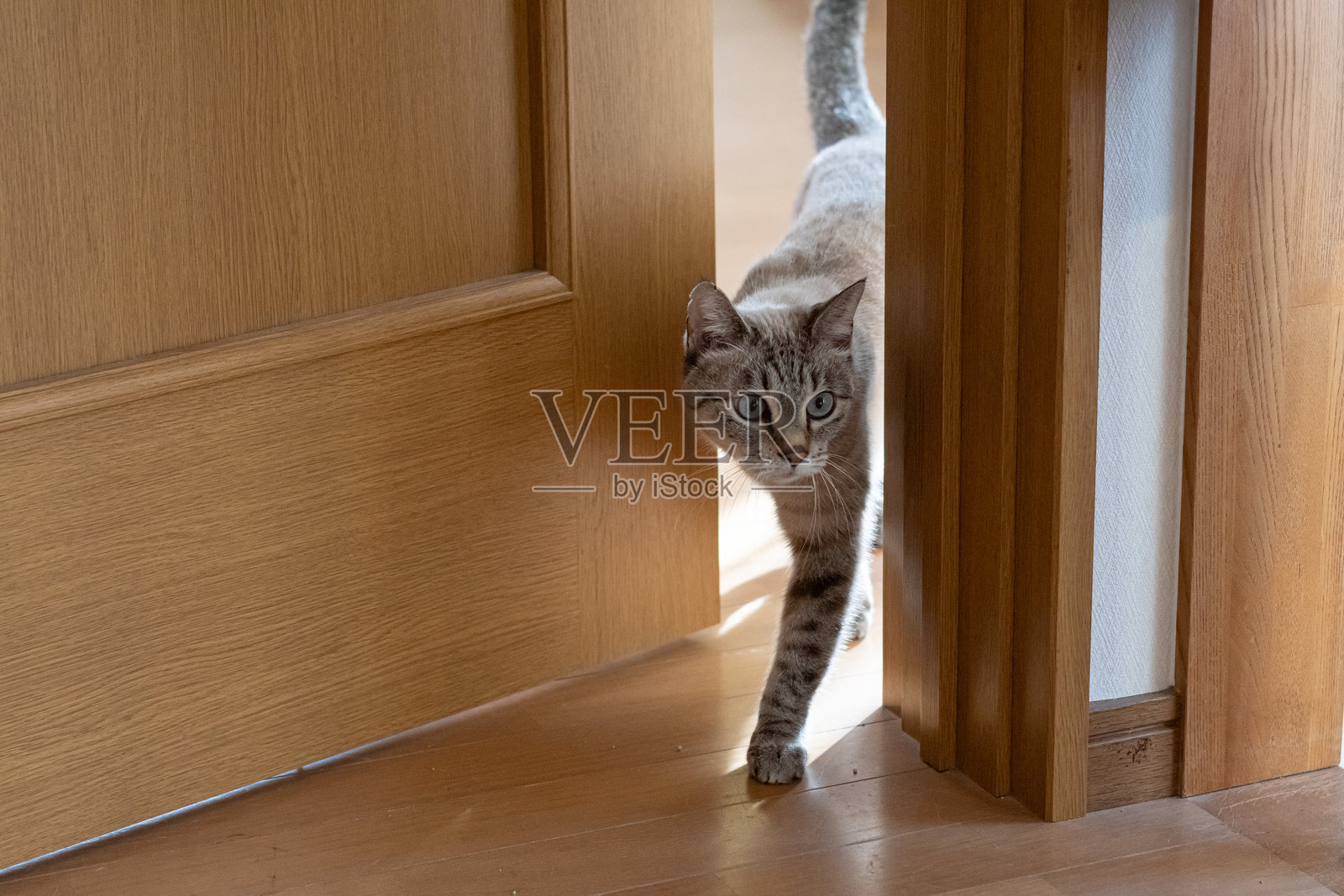 一只猫穿过狭窄的门缝照片摄影图片