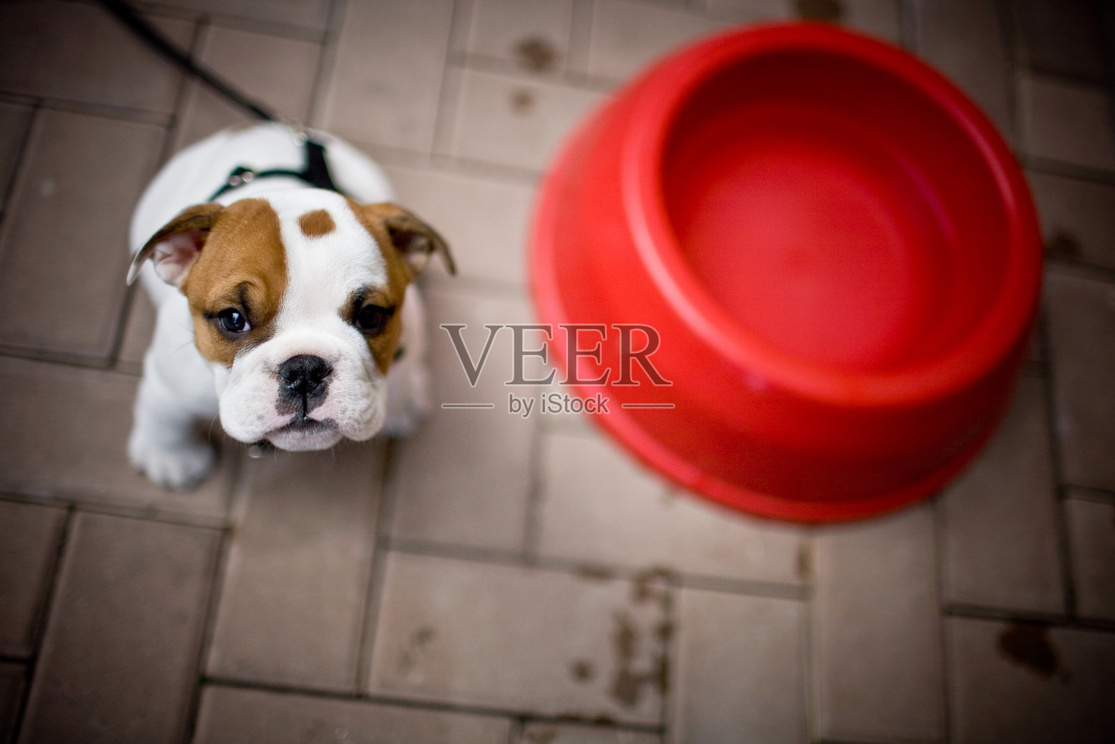 一只带着大红碗的斗牛犬小狗照片摄影图片