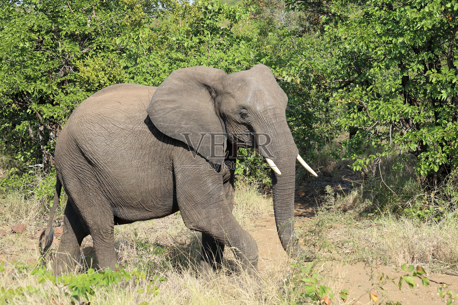 非洲象 / African elephant / Loxodonta africana照片摄影图片