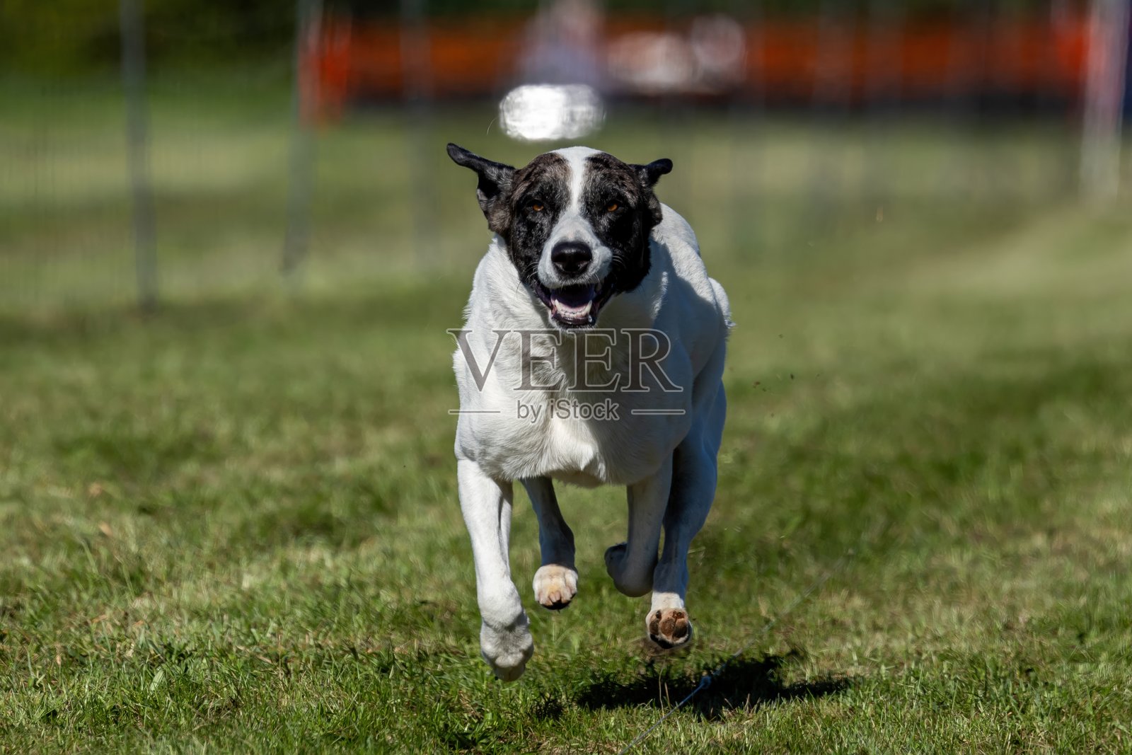 美国混合品种狗在诱饵赛道上奔跑的狗运动照片摄影图片
