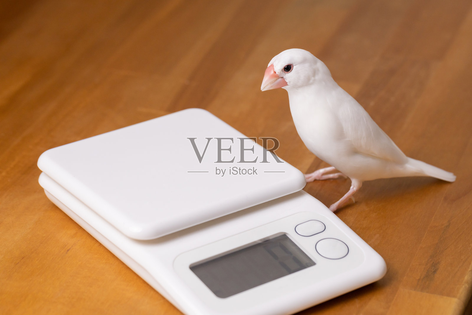 爪哇麻雀照片摄影图片