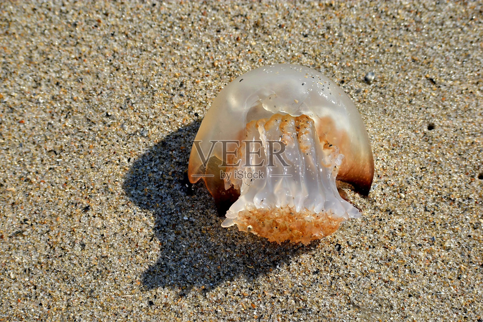 炮弹水母照片摄影图片