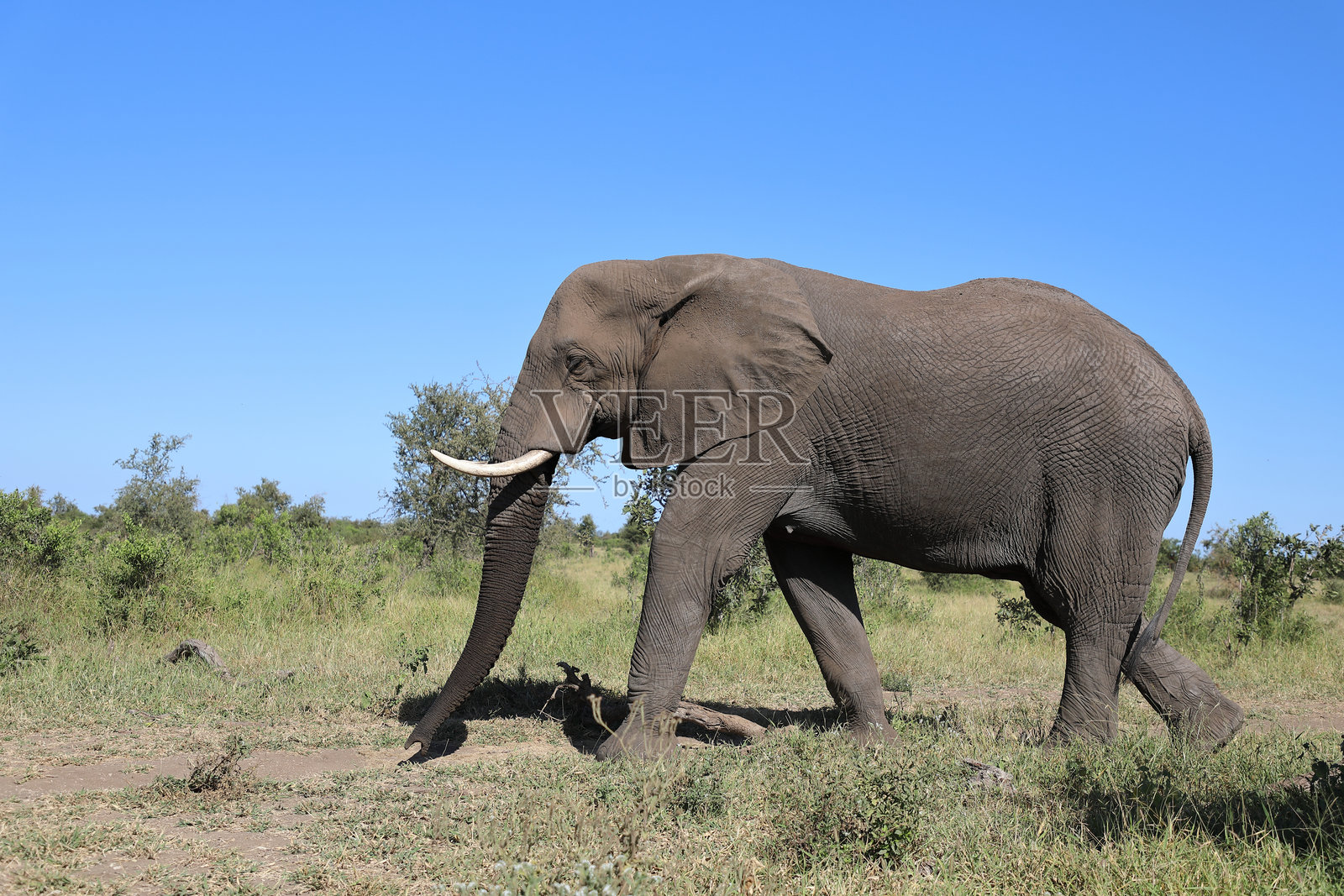 非洲象 / African elephant / Loxodonta africana照片摄影图片