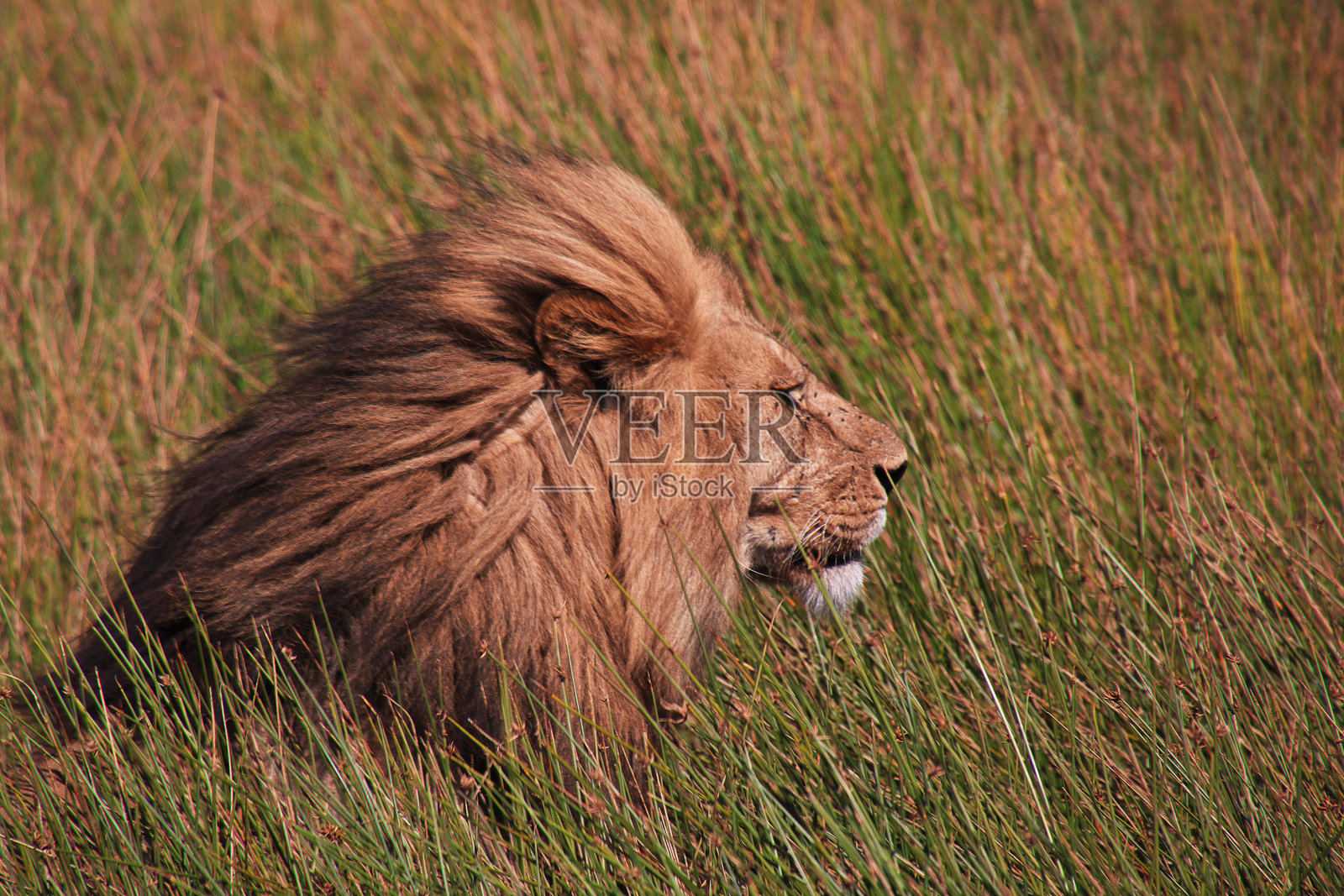 在非洲肯尼亚和坦桑尼亚的狩猎之旅中的狮子照片摄影图片