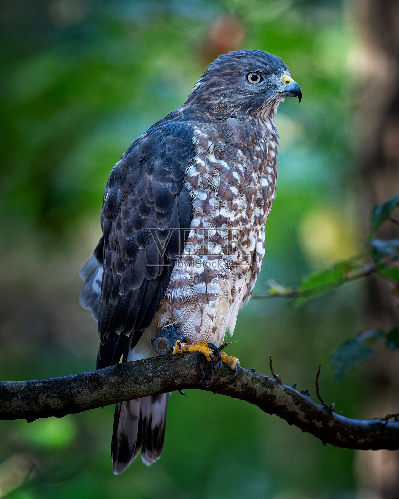 栖息在自然环境中的猛禽照片摄影图片