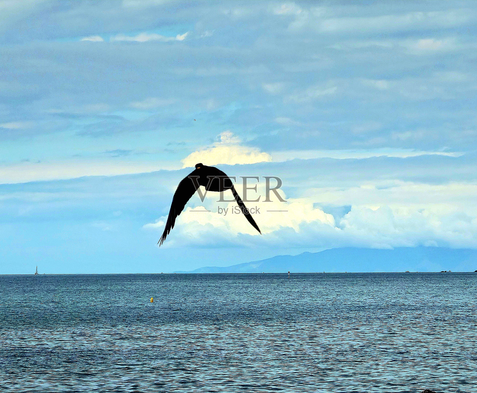 一只海鸥在科希马拉玛海滩上空飞翔照片摄影图片