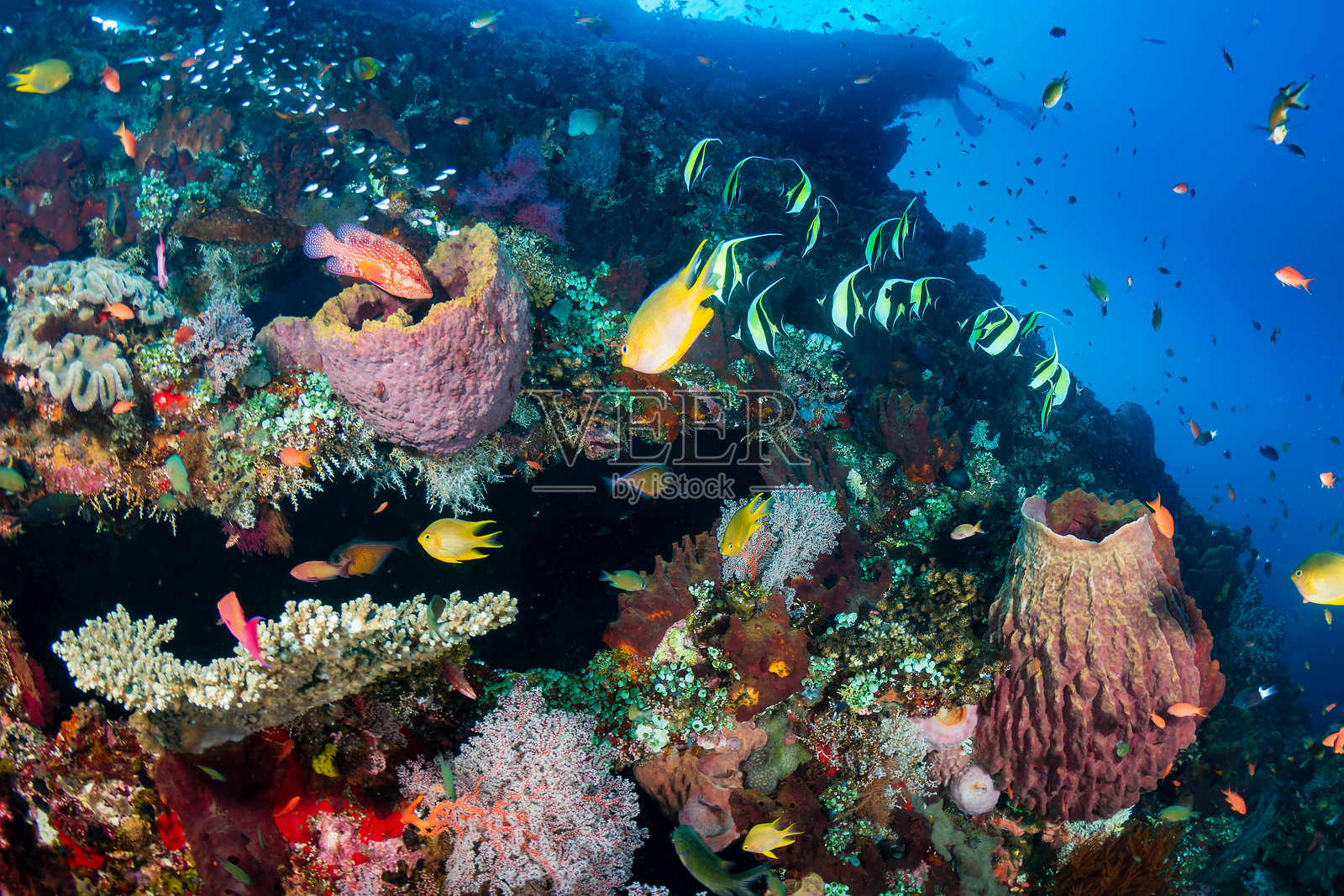 数百种色彩斑斓的热带鱼和海绵(Xestospongia sp.)在东南亚温暖的热带珊瑚礁上。照片摄影图片