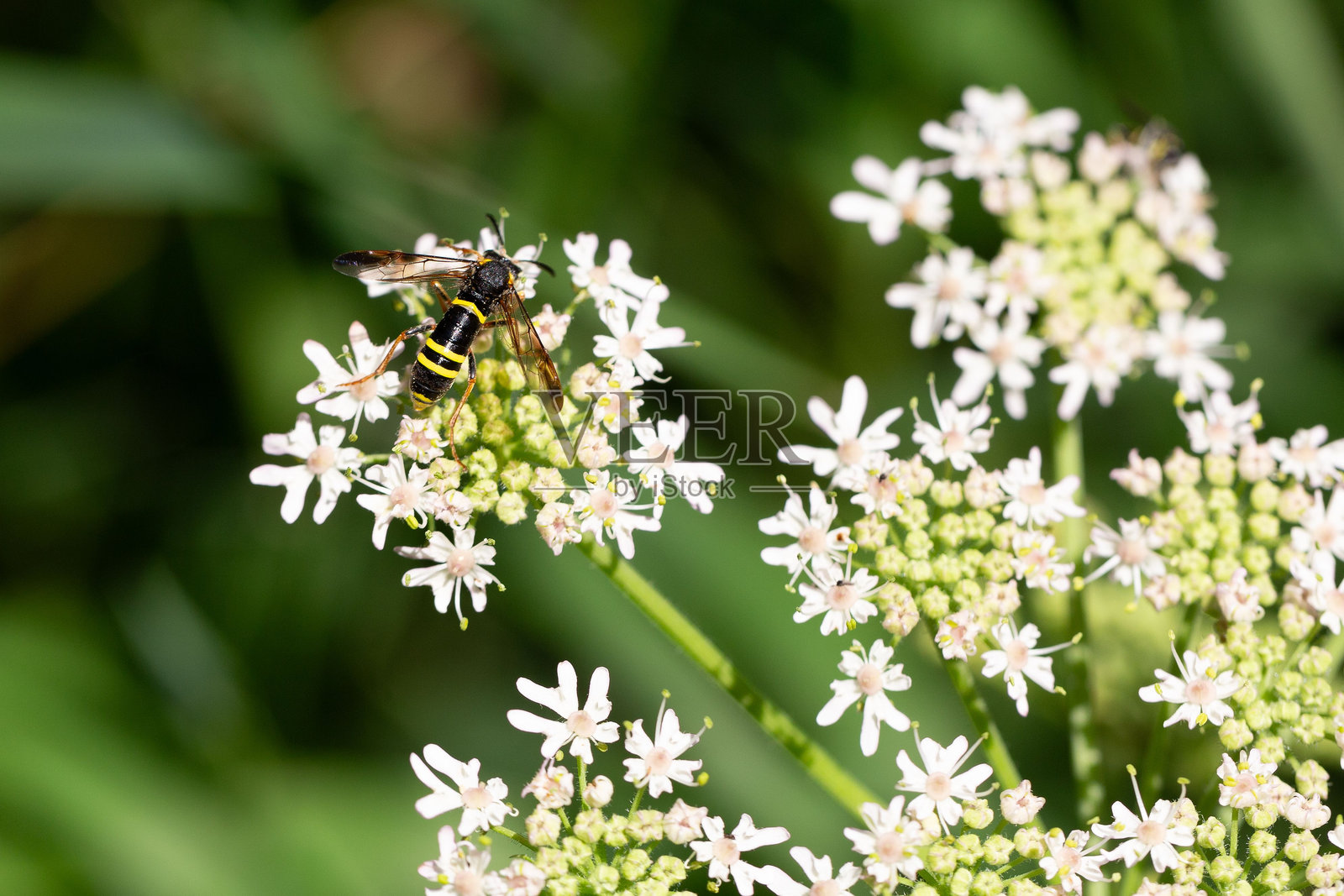 一只普通锯蝇特写坐在白色的草地牛蒡伞形花序上照片摄影图片
