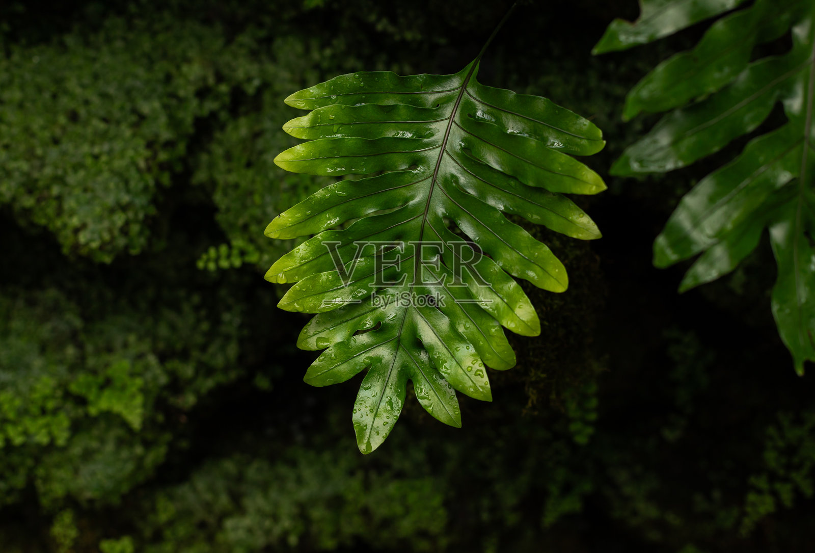 孤立的郁郁葱葱的绿色蕨类植物叶子。丛林森林地面照片摄影图片