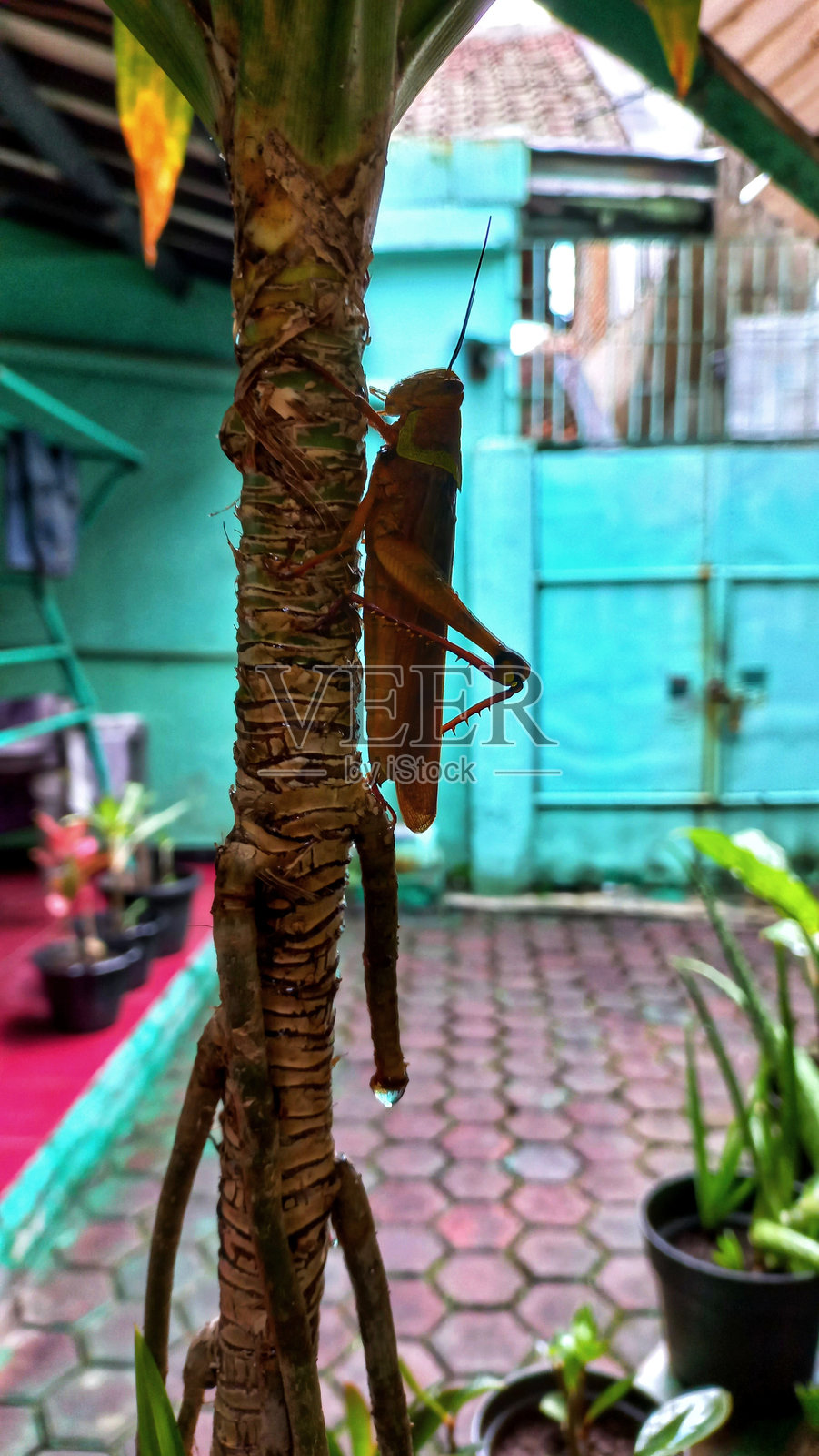 蚱蜢栖息在植物上照片摄影图片