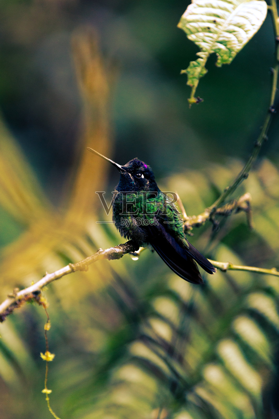 巴拿马塞罗蓬塔的塔拉曼卡蜂鸟照片摄影图片