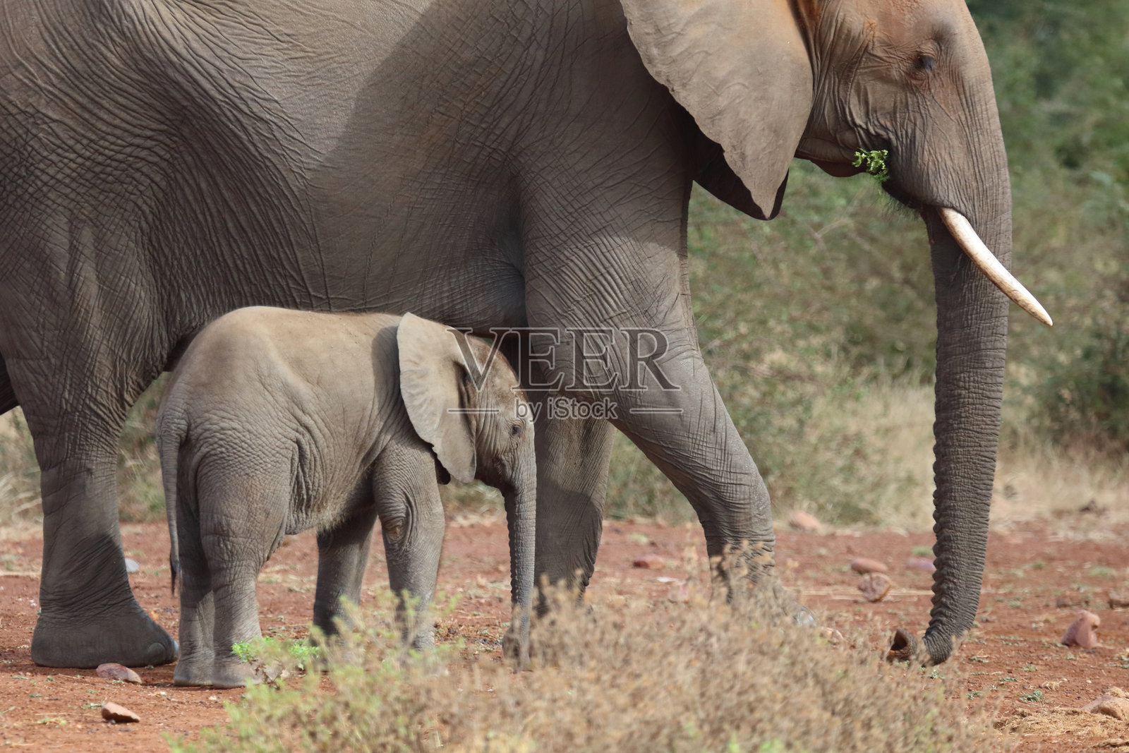 非洲象 / 非洲象 / 非洲象 (Loxodonta africana)照片摄影图片