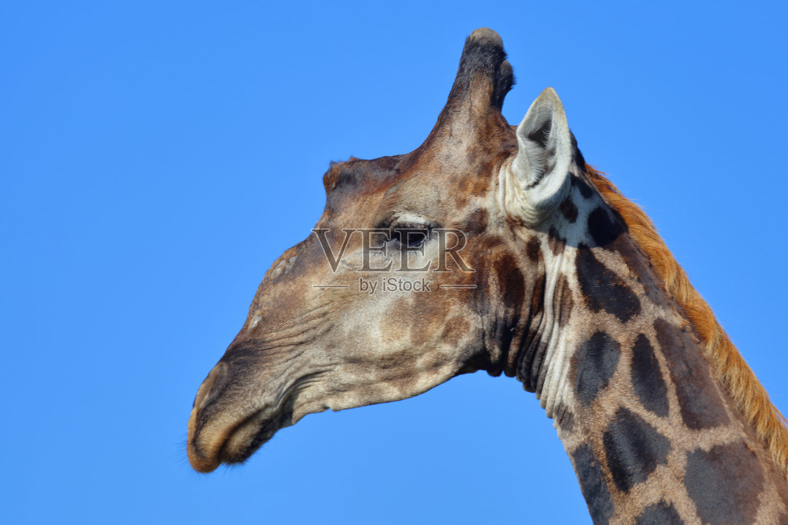 长颈鹿 / 长颈鹿 / 长颈鹿照片摄影图片